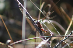 Perixerus