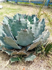 Opuntia