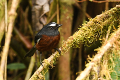 Ochthoeca cinnamomeiventris