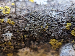 Phaeophyscia pusilloides