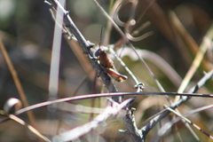 Perixerus