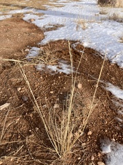 Elymus smithii