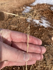 Elymus smithii