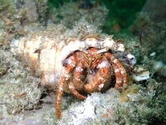 Dardanus crassimanus