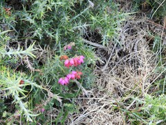 Erica ciliaris