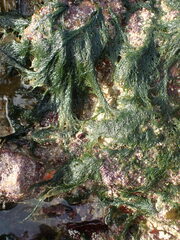 Cladophora rupestris