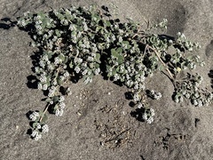 Euphorbia leucophylla