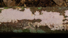 Grammothele subargentea