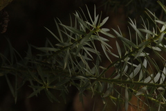 Podocarpus nubigenus
