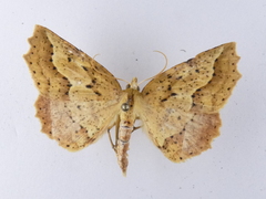 Ischalis variabilis