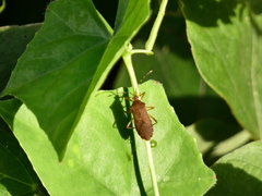 Hypselonotini