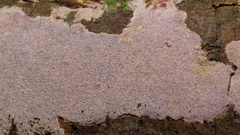 Grammothele subargentea