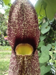 Aristolochia gigantea