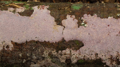 Grammothele subargentea