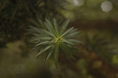 Podocarpus nubigenus