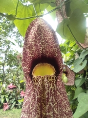 Aristolochia gigantea