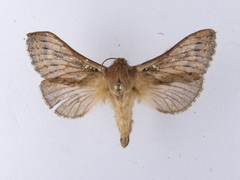 Wiseana cervinata