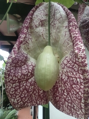 Aristolochia gigantea