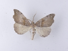 Chalastra pellurgata