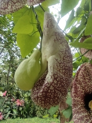 Aristolochia gigantea