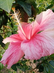Hibiscus