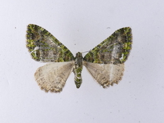 Austrocidaria similata