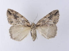 Pseudocoremia rudisata