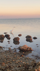 Ardea herodias occidentalis