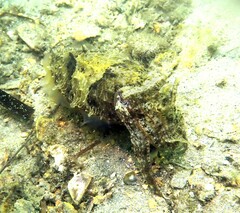 Sepia plangon