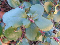 Ribes viburnifolium