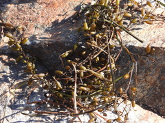 Sargassum horneri