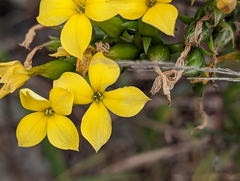 Kalanchoe integra