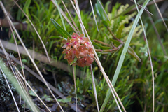 Epidendrum gratissimum