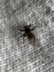 Hippoboscidae