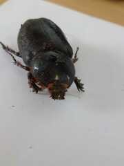Strategus aloeus