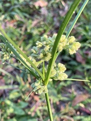 Cyperus surinamensis