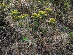 Kalanchoe integra