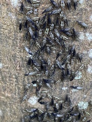 Cerastipsocus
