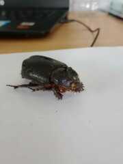 Strategus aloeus