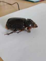 Strategus aloeus