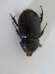 Strategus aloeus