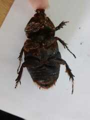 Strategus aloeus
