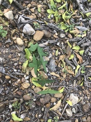 Passiflora tenuiloba