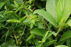 Calotes versicolor