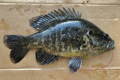 Lepomis gulosus