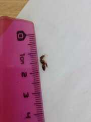 Odontomachus ruginodis