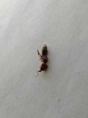 Odontomachus ruginodis