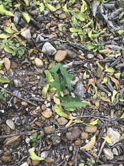 Passiflora tenuiloba