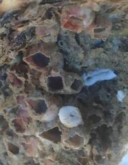 Amphibalanus amphitrite