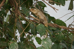 Calotes versicolor